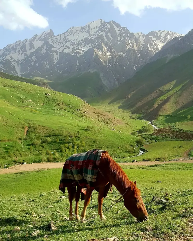 تخت عروس - تصویر 4