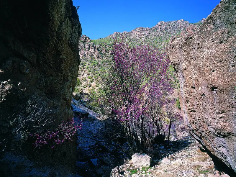 تنگه ارغوان - تصویر 1
