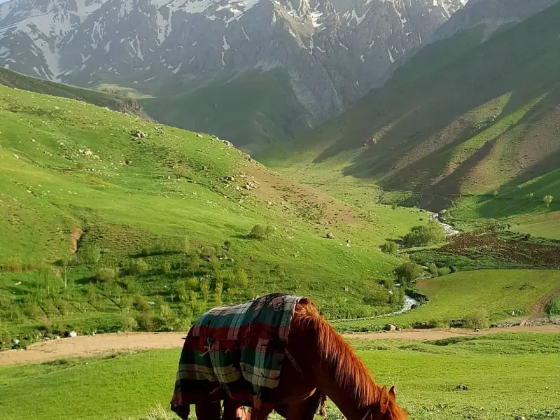 تخت عروس - تصویر 4
