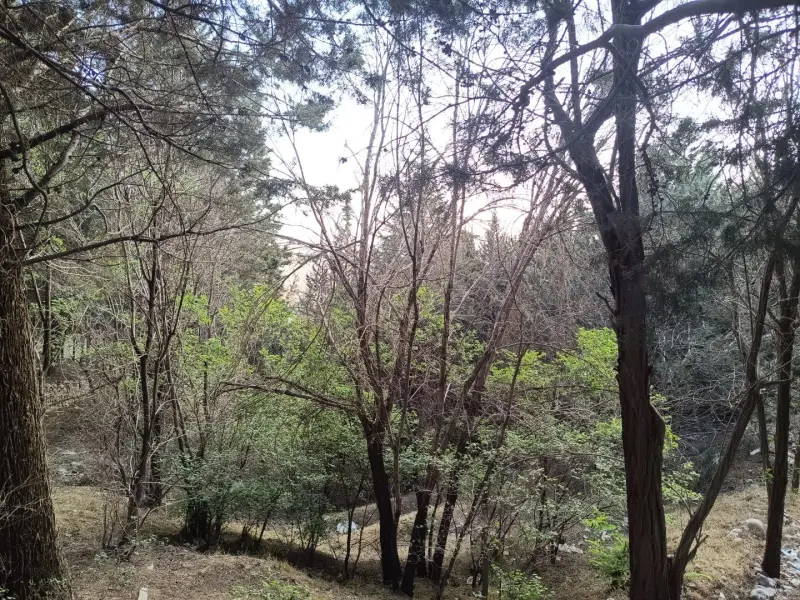 پارک جنگلی لتیان - تصویر 3