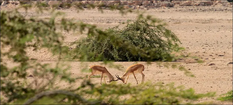 جزیره سیری - تصویر 1