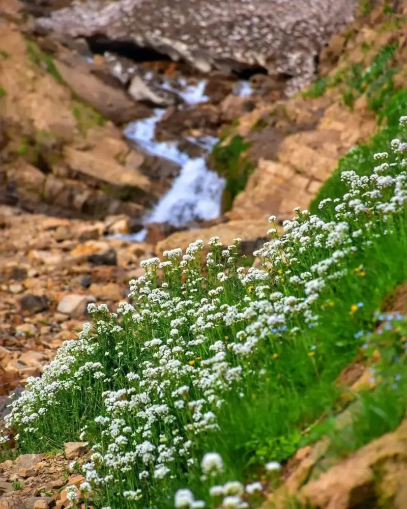 ییلاق پونل - تصویر 7