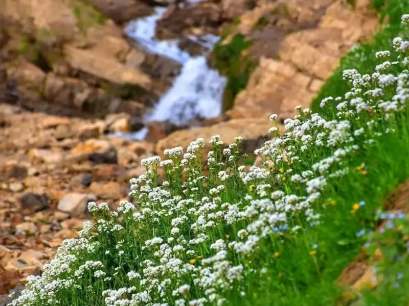 ییلاق پونل - تصویر 7