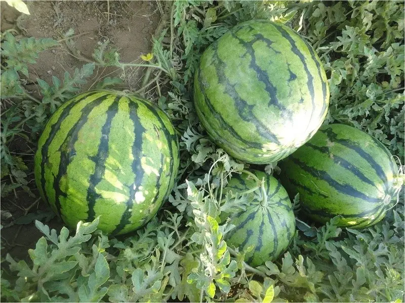 کویر چاله سنبک - تصویر 3