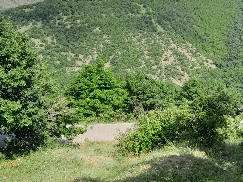 پارک جنگلی مکیدی - تصویر 1