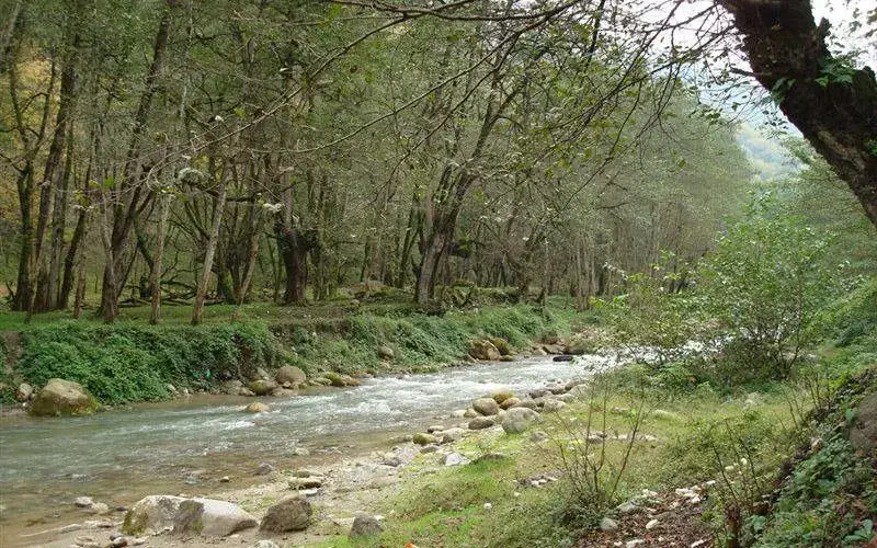 پارک جنگلی فین - تصویر 11