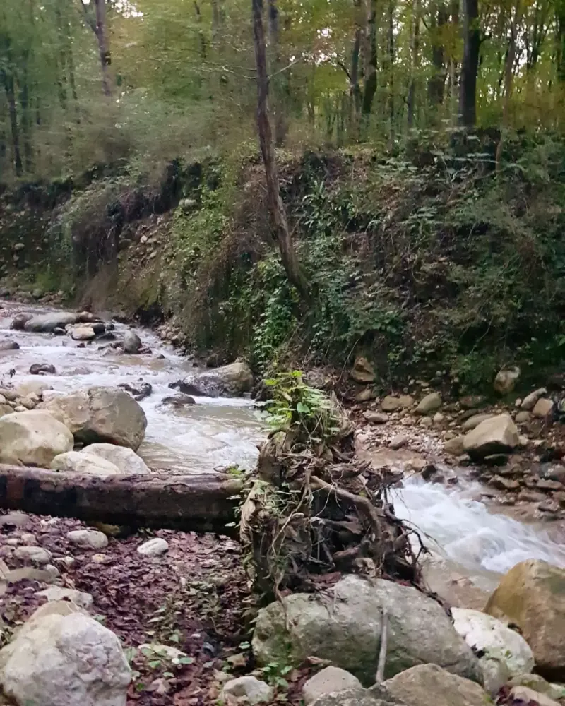 پارک جنگلی رویان - تصویر 4