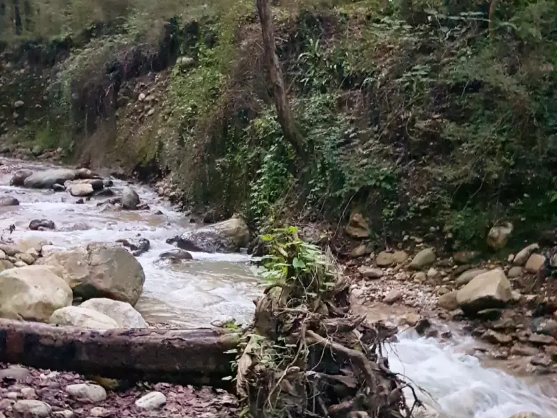 پارک جنگلی رویان - تصویر 4