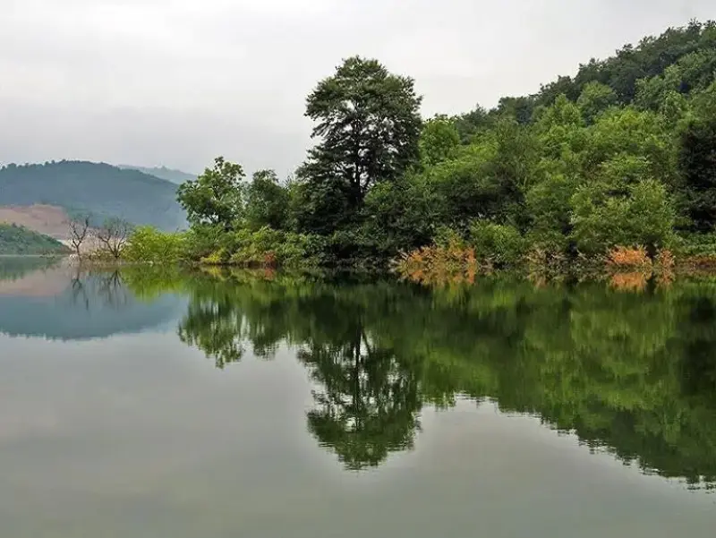 جنگل لفور - تصویر 2
