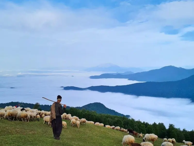 ییلاق سوته - تصویر 7