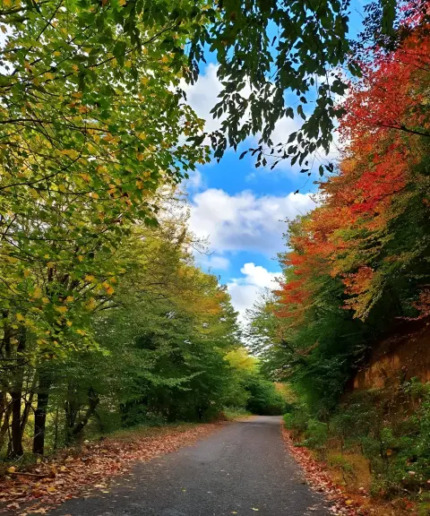 جنگل نقله بر، گیلان