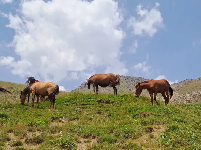 روستای ناتر - تصویر 1