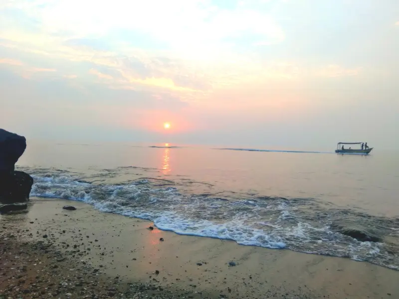 ساحل تک درخت - تصویر 1