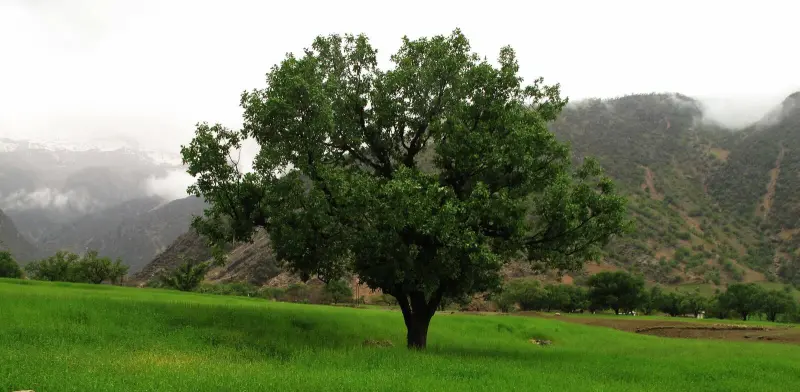 پارک ملی کرخه - تصویر 4