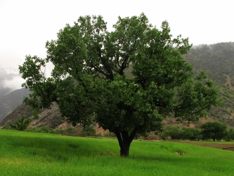 پارک ملی کرخه - تصویر 4