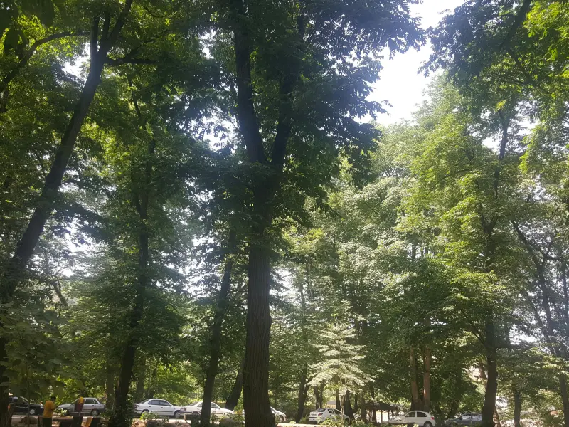 پارک جنگلی فین - تصویر 10