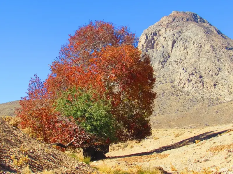 پارک ملی بختگان - تصویر 8