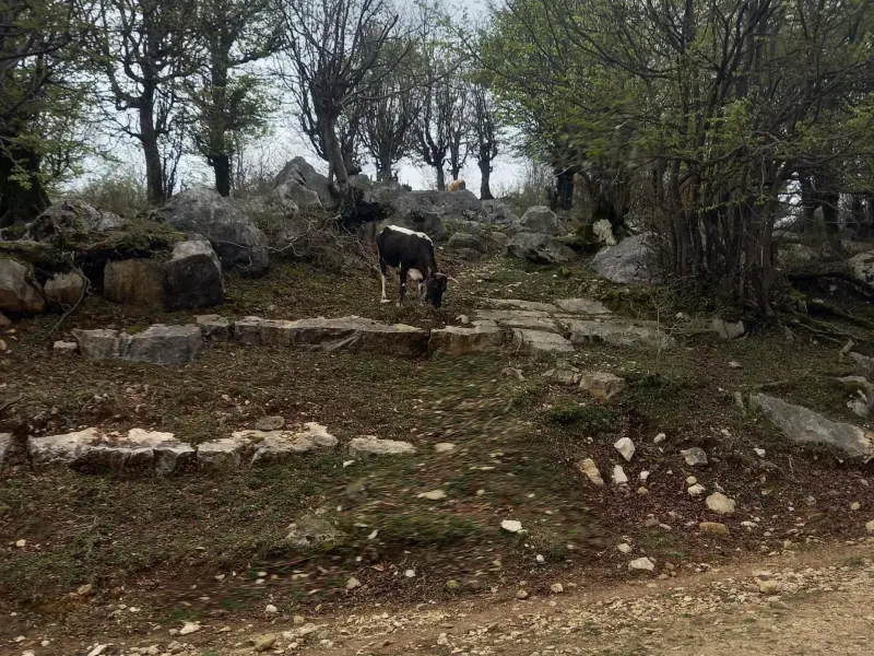 قله تجک - تصویر 6