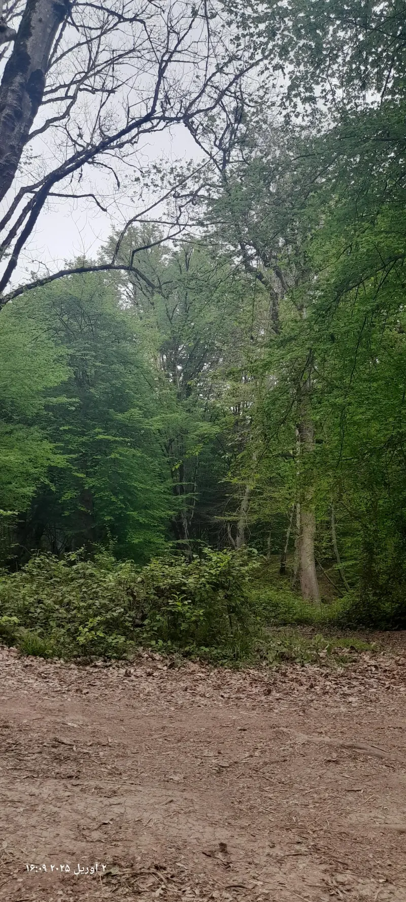 پارک جنگلی مهربان رود - تصویر 11