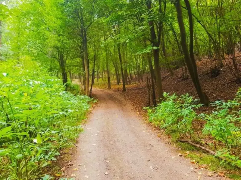 جنگل بلیران - تصویر 4