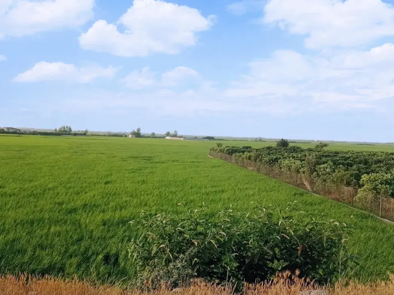آب‌بندان پایین زرین کلا - تصویر 4