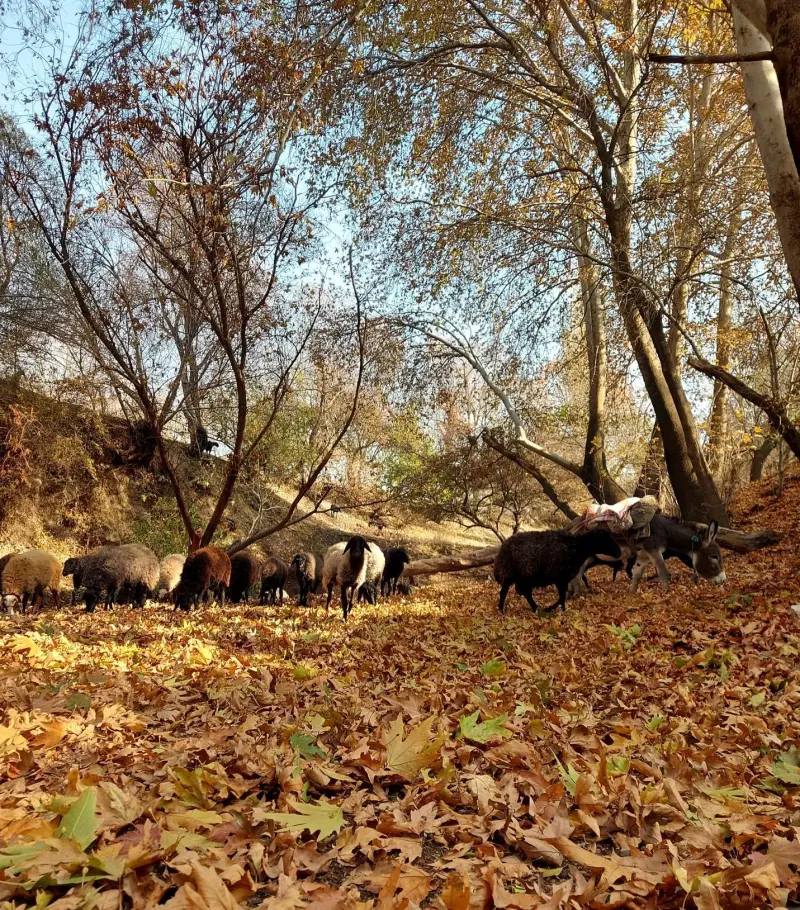 روستای کمرد - تصویر 6