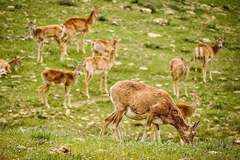 منطقه حفاظت‌شده بیجار - تصویر 2