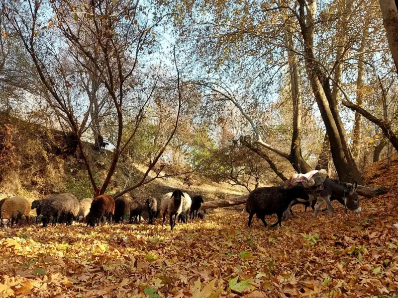 روستای کمرد - تصویر 6