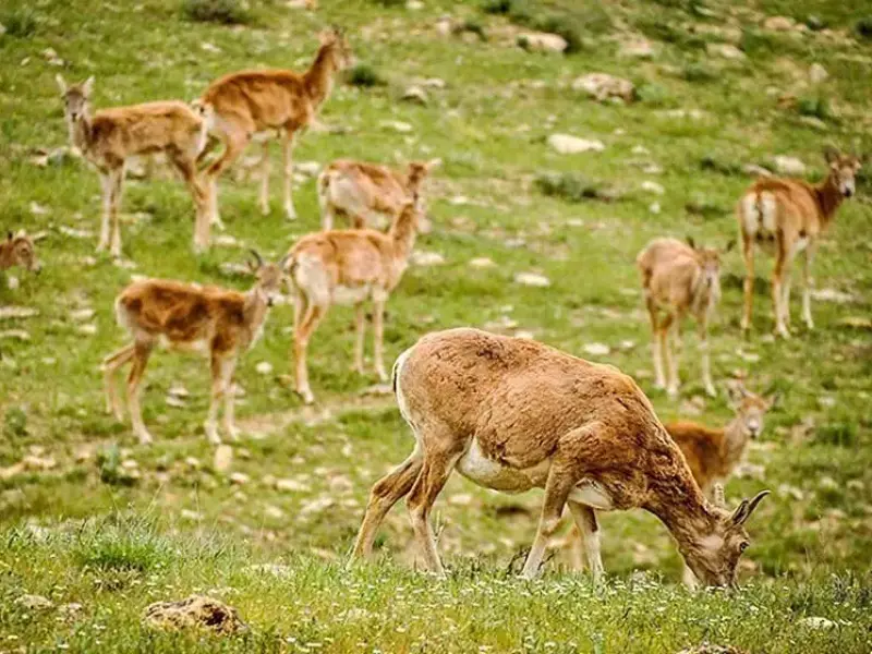 منطقه حفاظت‌شده بیجار - تصویر 2