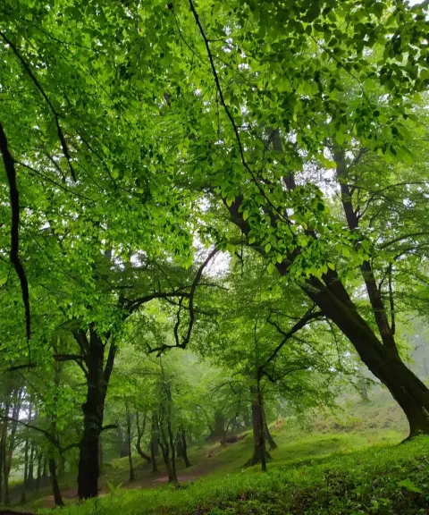 پارک جنگلی جیسا، مازندران
