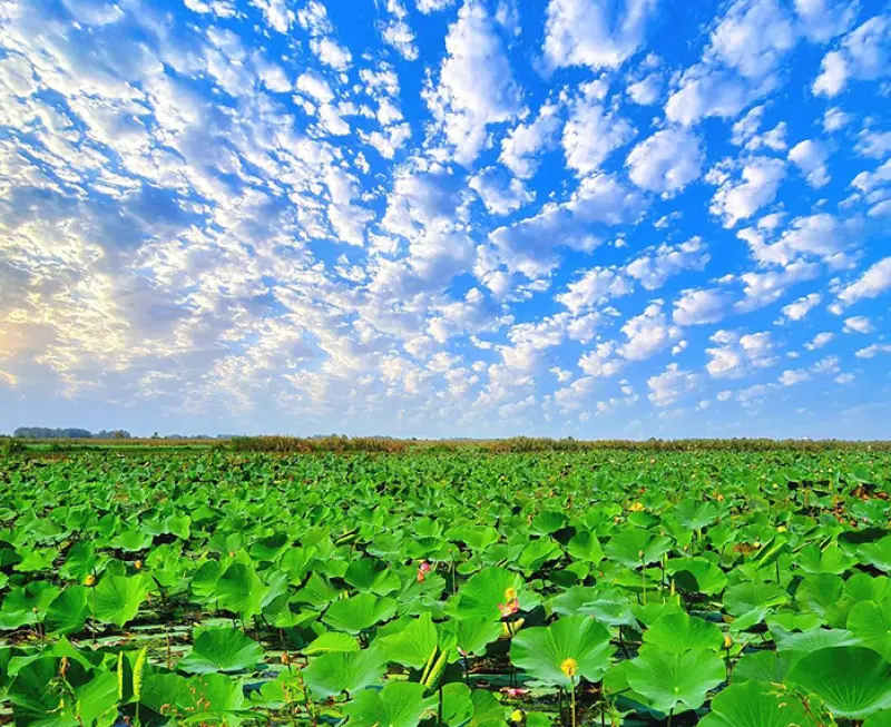 تالاب انزلی - تصویر 2