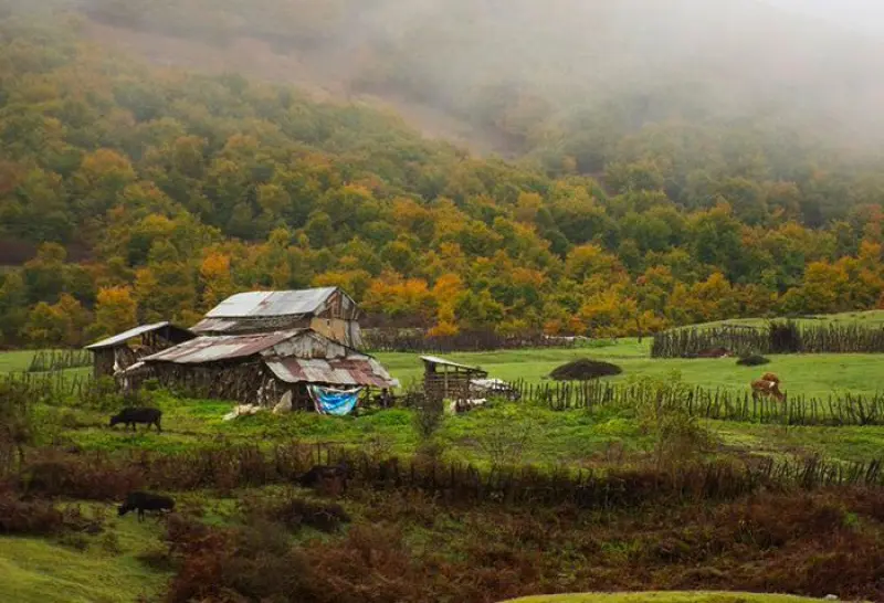 جنگل سیاهکل - تصویر 1