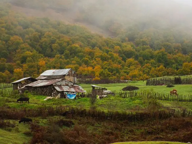 جنگل سیاهکل - تصویر 1