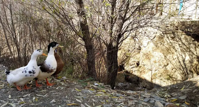 روستای طایمه - تصویر 3