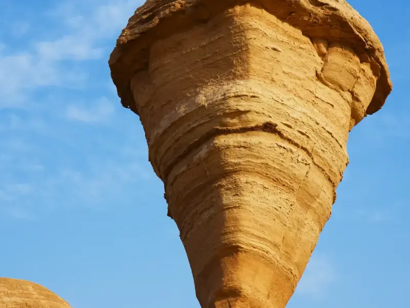 کلوت بلوط