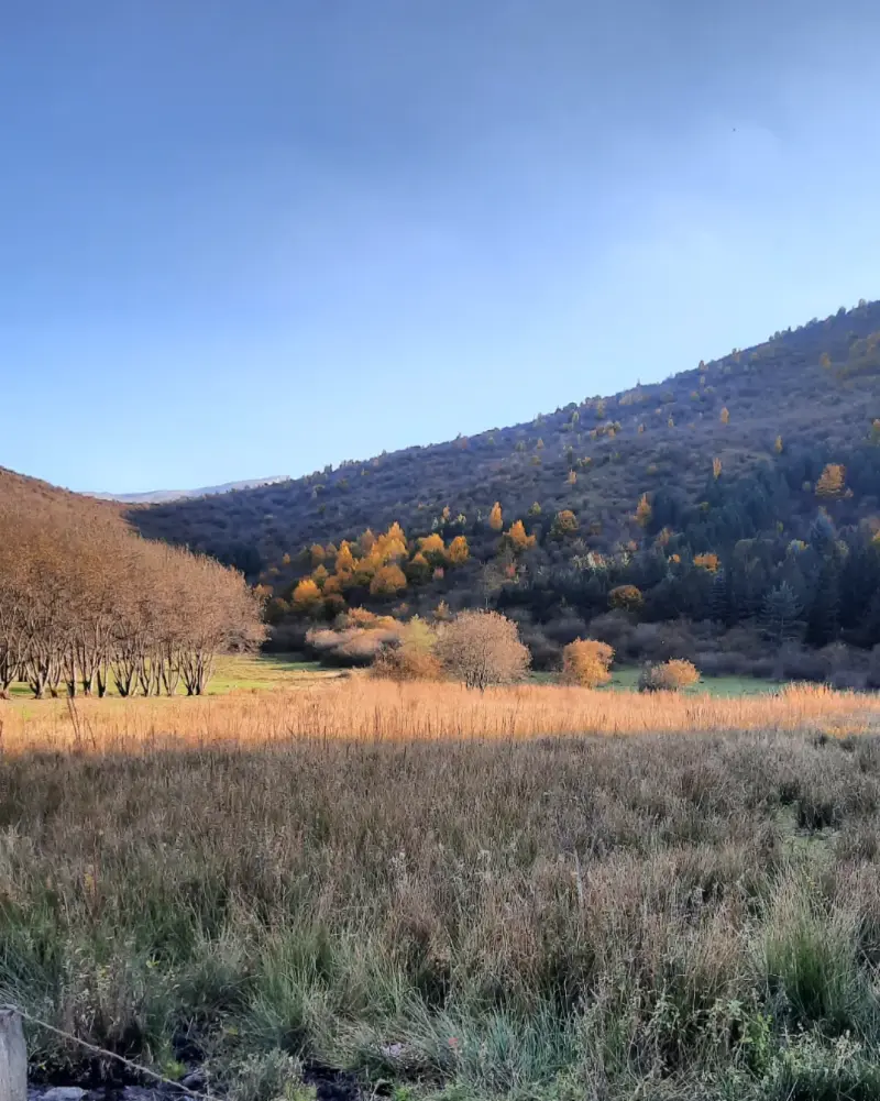 بوستان جنگلی صیقل محله - تصویر 5