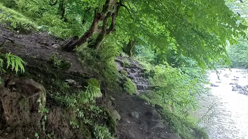 پارک جنگلی خرما - تصویر 11