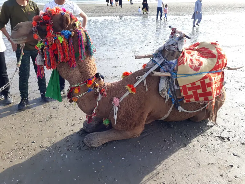 پارک ساحلی غدیر - تصویر 7