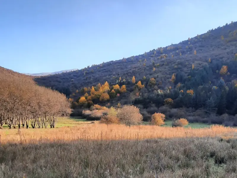 بوستان جنگلی صیقل محله - تصویر 5
