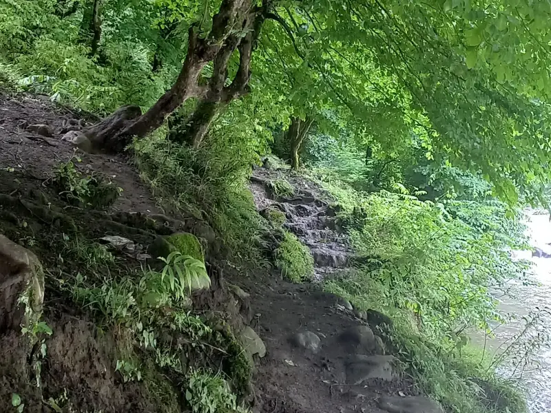 پارک جنگلی خرما - تصویر 11