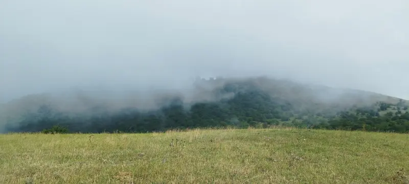 جنگل الیمستان - تصویر 2