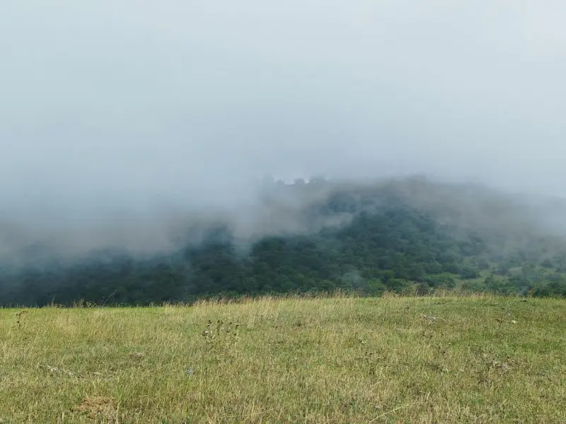 جنگل الیمستان - تصویر 2