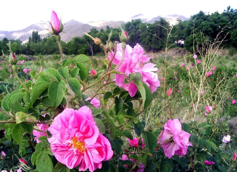 تنگ لای زنگان - تصویر 5
