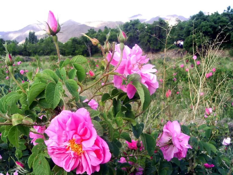 تنگ لای زنگان - تصویر 5