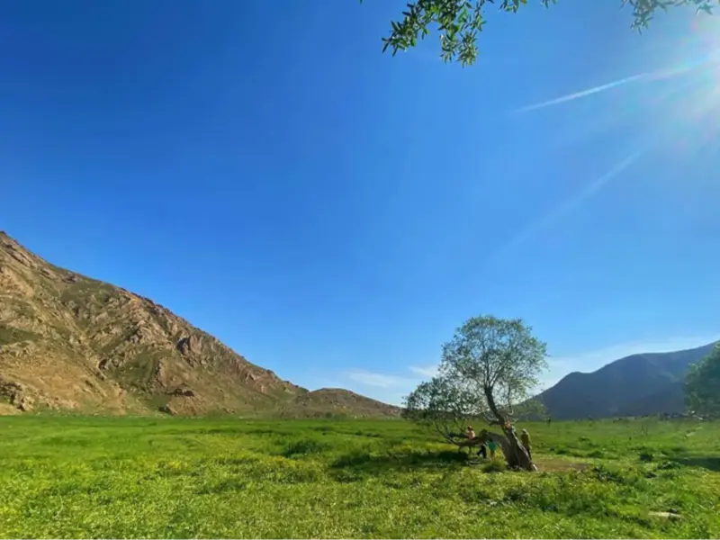 دشت هویج