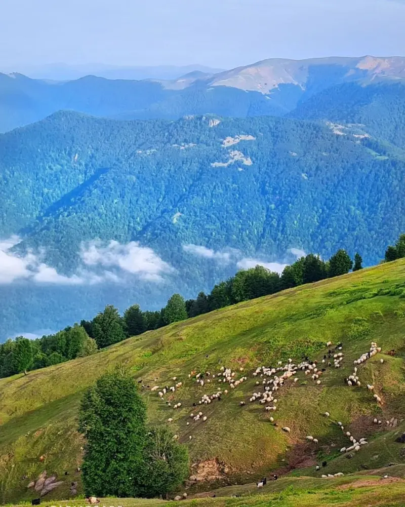 ییلاق سوته - تصویر 6