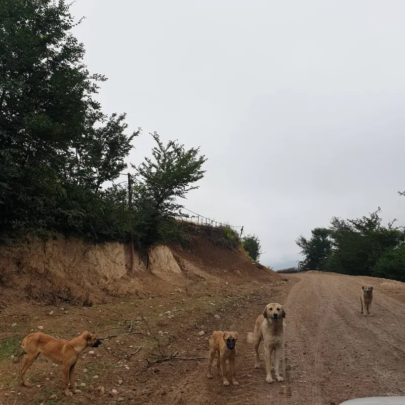 روستای خالخیل - تصویر 6