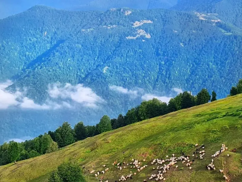 ییلاق سوته - تصویر 6