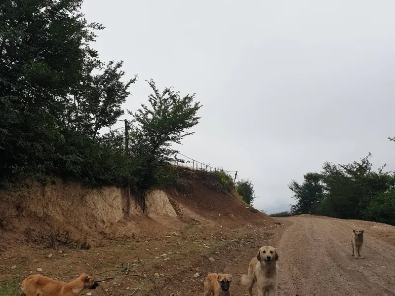 روستای خالخیل - تصویر 6