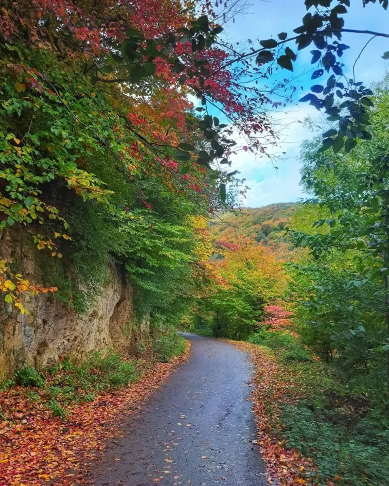 جنگل نقله بر - تصویر 4